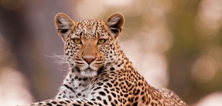 Un leopardo suelto en Dallas alarma a la población