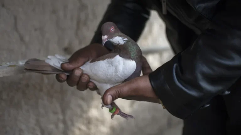 Detienen a narco paloma en Canadá