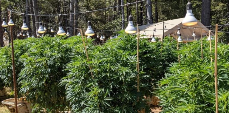 Solo 1% de cultivos de marihuana en Mendocino tienen registro legal