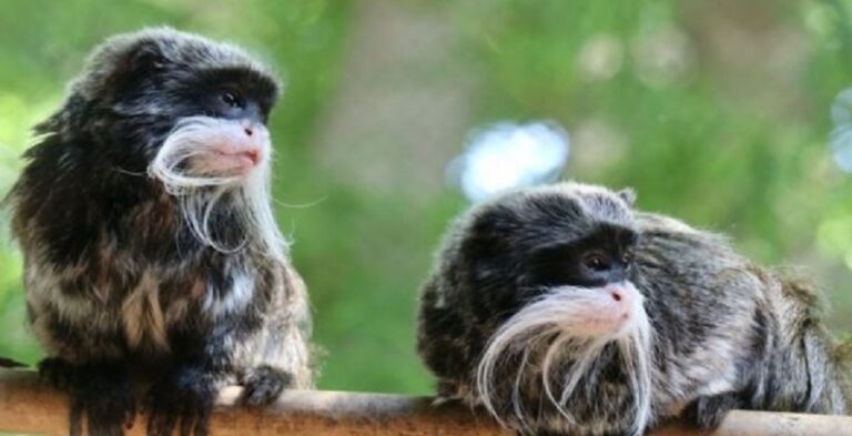Encuentran a dos monos del zoológico de Dallas en una casa abandonada