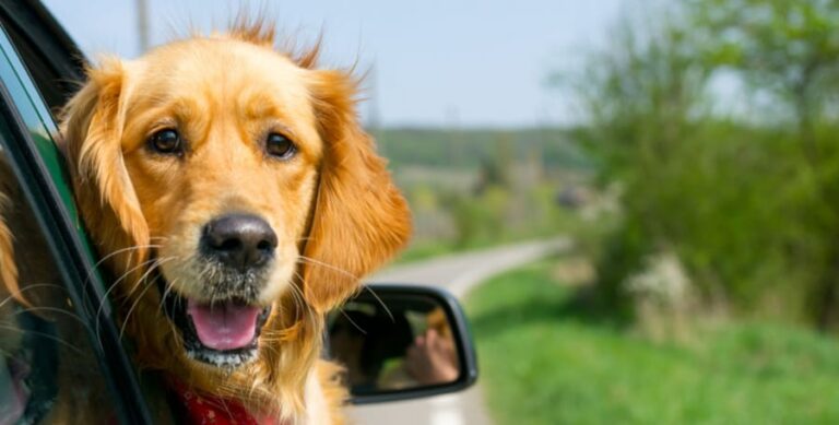 Proyecto de ley en Florida busca proteger a los perros en los vehículos