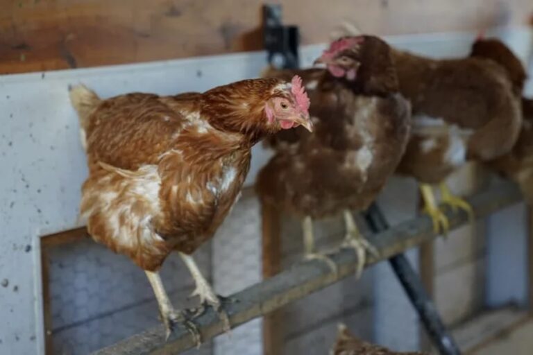 El alimento para pollo es el culpable de altísimos precios de los huevos