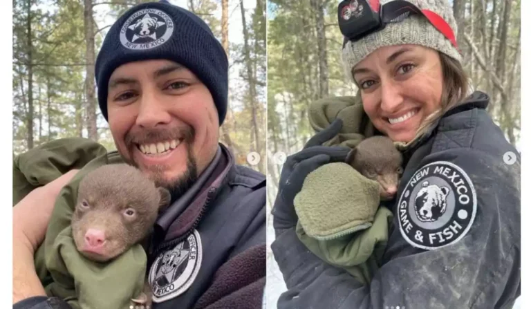 Empleo de abrazador de oso en Nuevo México