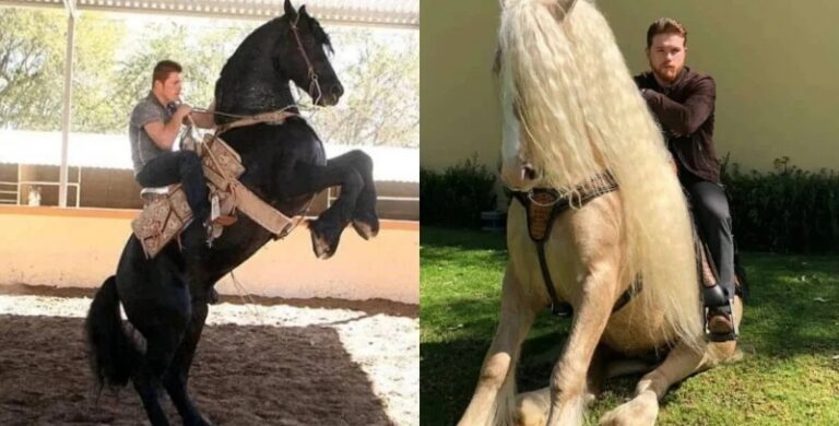 Los caballos, una de las pasiones de Canelo Álvarez