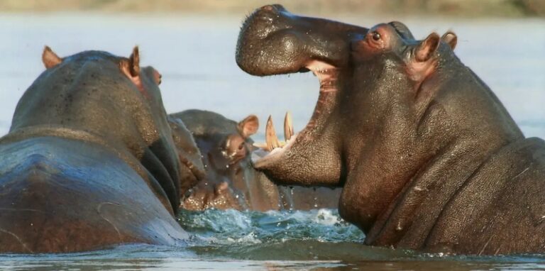 Algunos hipopótamos de Pablo Escobar serán llevados a Culiacán