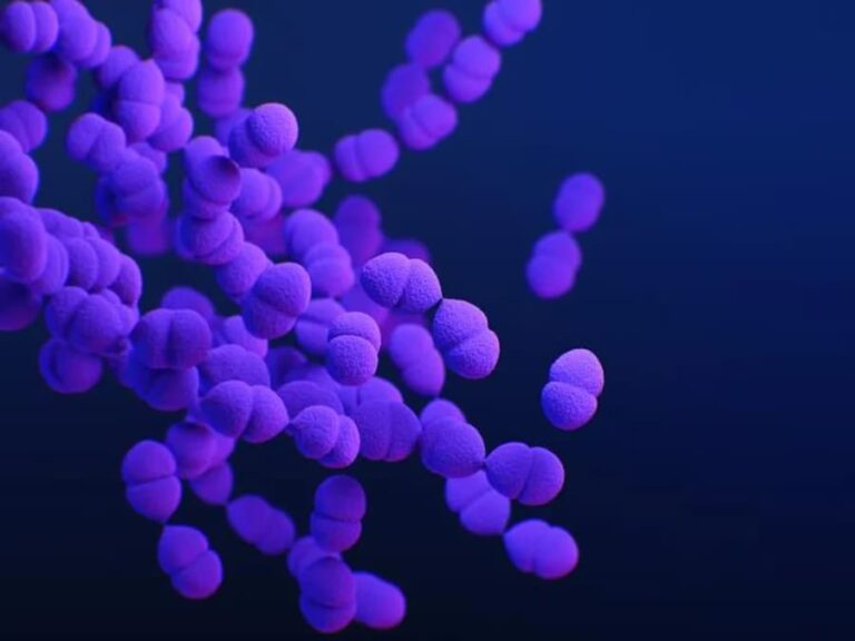 Aumentan casos de infecciones bacterianas por shigella según la CDC