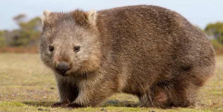 Este es el wombat, el animal más curioso de la tierra