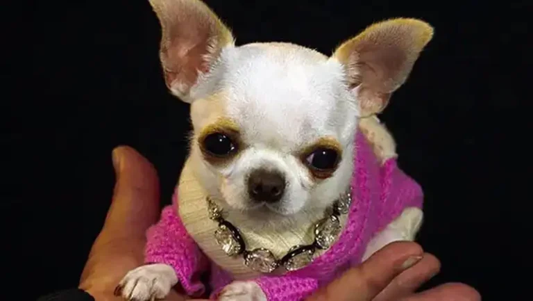Esta es Pearl, la perra más pequeña del mundo