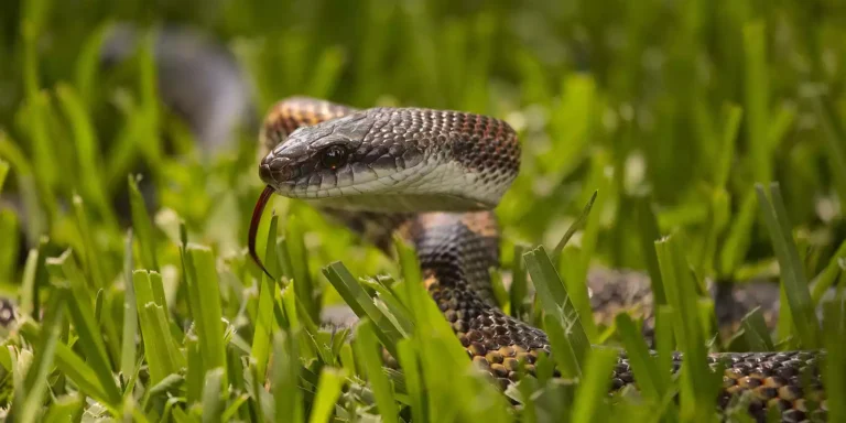 Conoce las cuatro serpientes venenosas en Texas: Riesgo potencial