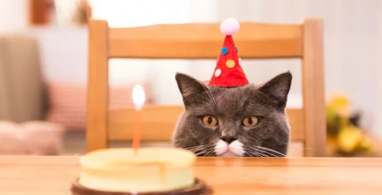 Gato se hace viral por su cara de odio en cumpleaños 