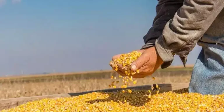 Tendencia al alza de los granos en el mundo: Efecto Ucrania